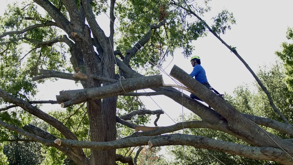 Professional Hazardous Tree Removal performed by certified arborists in Riverbank