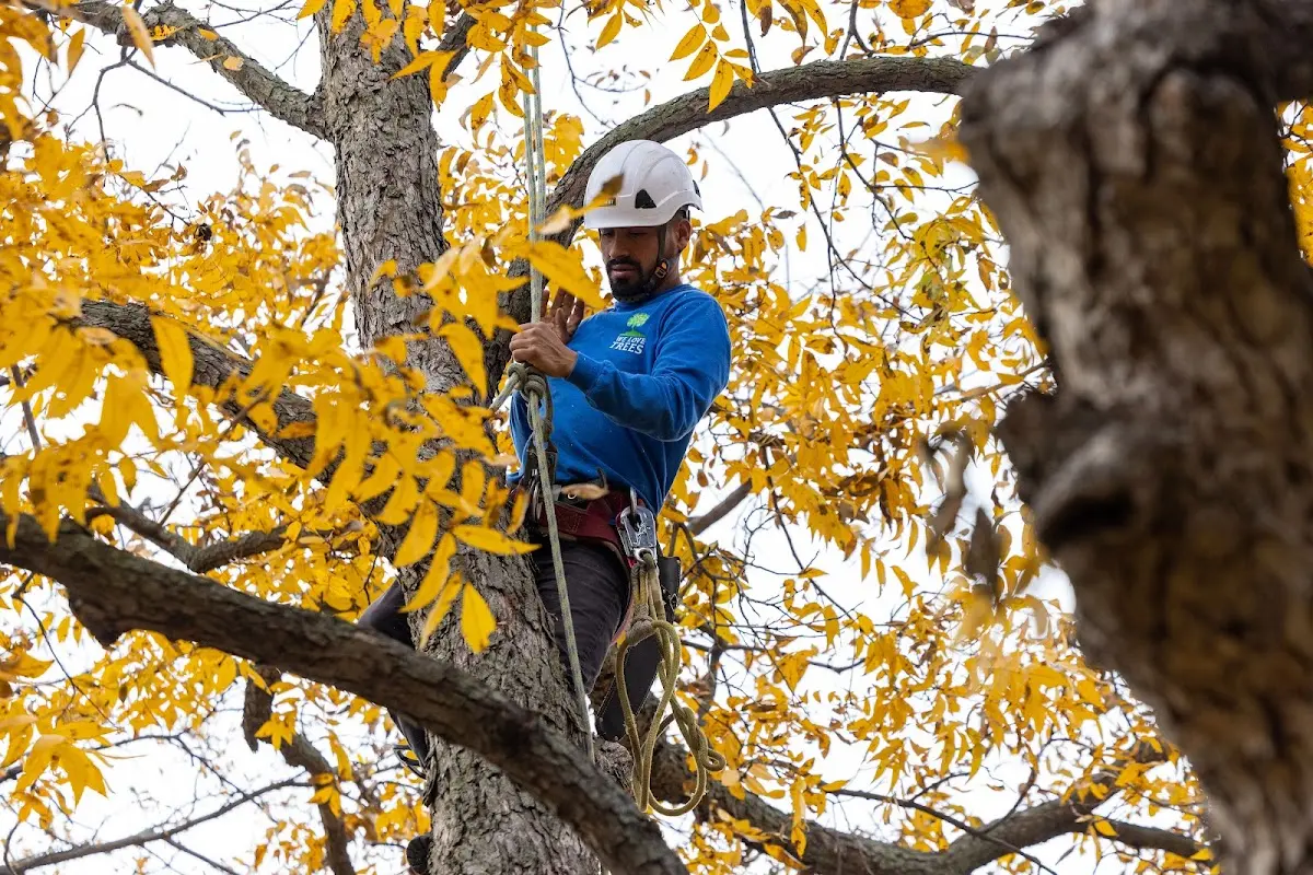 Skilled Tree Trimming crew working in Riverbank